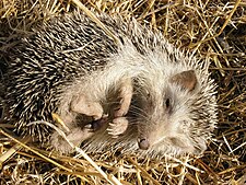 The Algerian, or North African, hedgehog (Atelerix algirus)