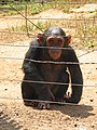 Chimpanzee at a rescue center between Bélabo and Nanga-Eboko, Cameroon