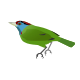 Blue-throated Barbet