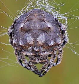 Caerostris corticosa