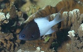 Chromis iomelas