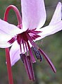 Kakasmandikó (Erythronium hendersonii) virága