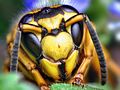 Yellow jacket queen bee