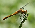 Sympetrum obtrusum