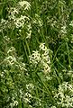 White bedstraw.