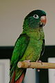 Blue-crowned Parakeet aka Conure