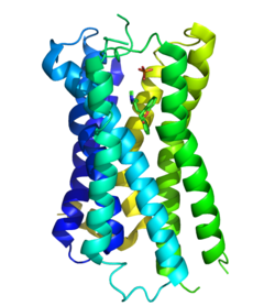 Histamin-H1-Rezeptor