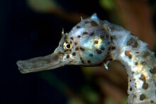 Hippocampus abdominalis head