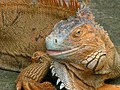 Iguana