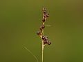 detail of the inflorescense, Photo by Kristian Peters