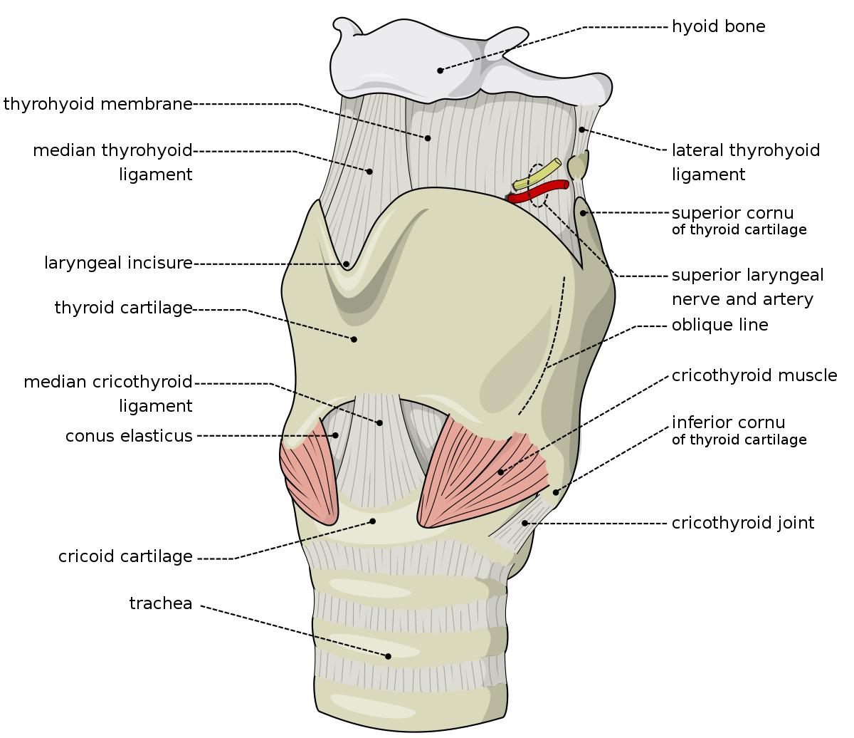 Experimental Page -Thyroid cartilage - Wikipedia