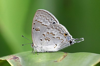 Madagascar black-eye Leptomyrina phidias Madagascar