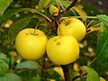 Image 9Malus sylvestris (from List of trees of Great Britain and Ireland)