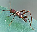 Neoclytus acuminatus