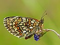 en:Heath_Fritillary