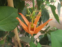 Passiflora aurantia