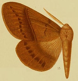 Philotherma fuscescens