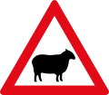 Sheep Crossing