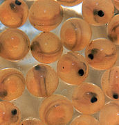 Salmon eggs. The growing larvae can be seen through the transparent egg envelope. The black spots are the eyes.