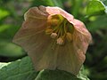 Single flower (interior).