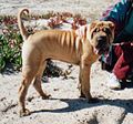 Shar Pei