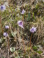 Soldanella alpina