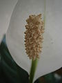 Spathiphyllum cochlearispathum close-up