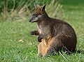 Sumpfwallaby (Wallabia bicolor)