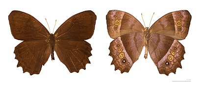 Museum specimen ♂ Both sides