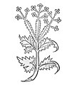 Hortus sanitatis 1491