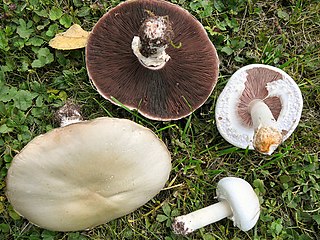 Weißer Anis-Champignon Agaricus arvensis