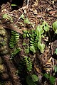 Adiantum lunulatum