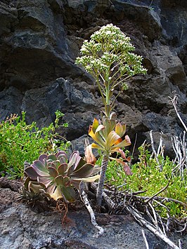 Aeonium davidbramwellii