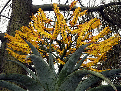 Aloe marlothii