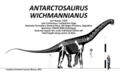 Antarctosaurus wichmannianus