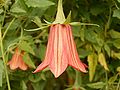 Canarina canariensis