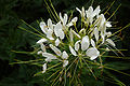 White inflorescence