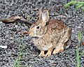 Cottontail