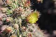 The flower and buds