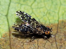 Drosophila picticornis