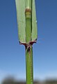 Culmo, guaina, ligula e lamina (Ehrharta calycina)