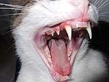 Katzengebiss, 30 bleibende Zähne, 26 Milchzähne