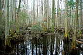 Forested swamp in Osceola National Forest.