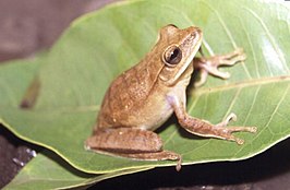 Hypsiboas albopunctatus