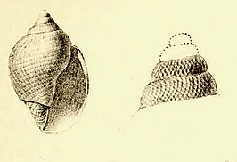 Lusitanops bullioides