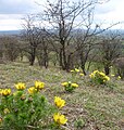 Frühlings-Adonisröschen auf Halbtrockenrasen im NSG Heeseberg