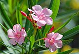 Oleander