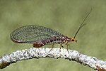 Nothochrysa capitata