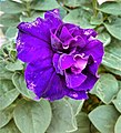 Petunia blue double petals