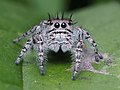 Phidippus putnami